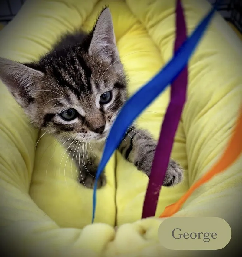 George thumbnail 5