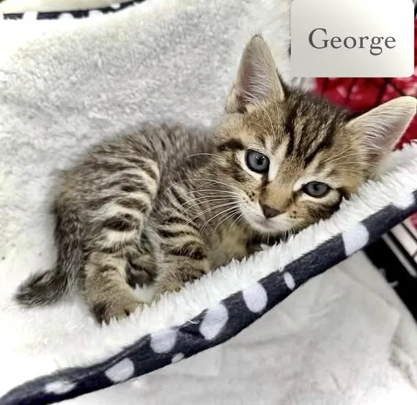 George thumbnail 6