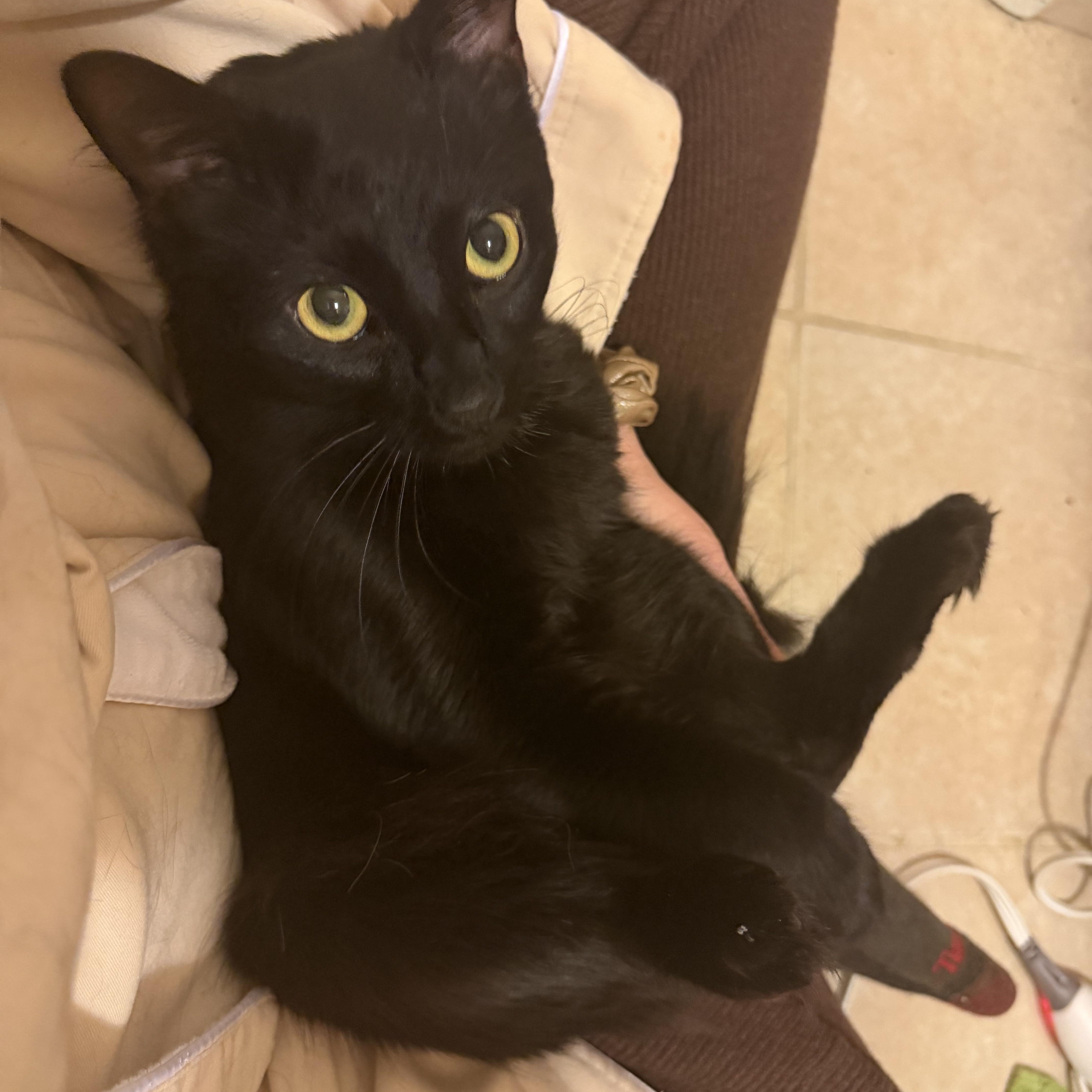 A young medium-sized male Black Domestic Medium Hair cat named Dante for adoption in Pittsburgh, PA