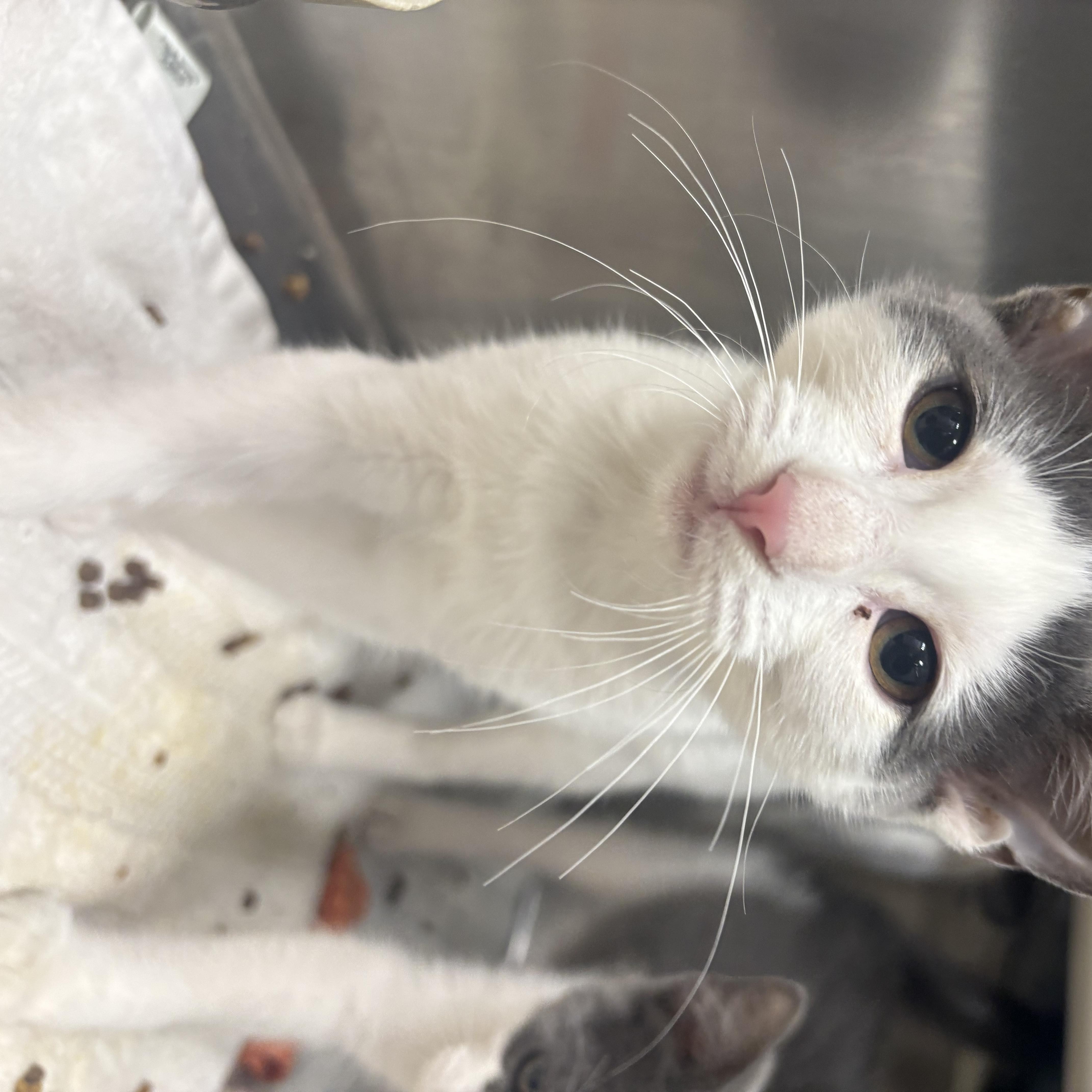 A baby small-sized female Gray & White Domestic Short Hair cat named Sangria for adoption in Saint Charles, MO