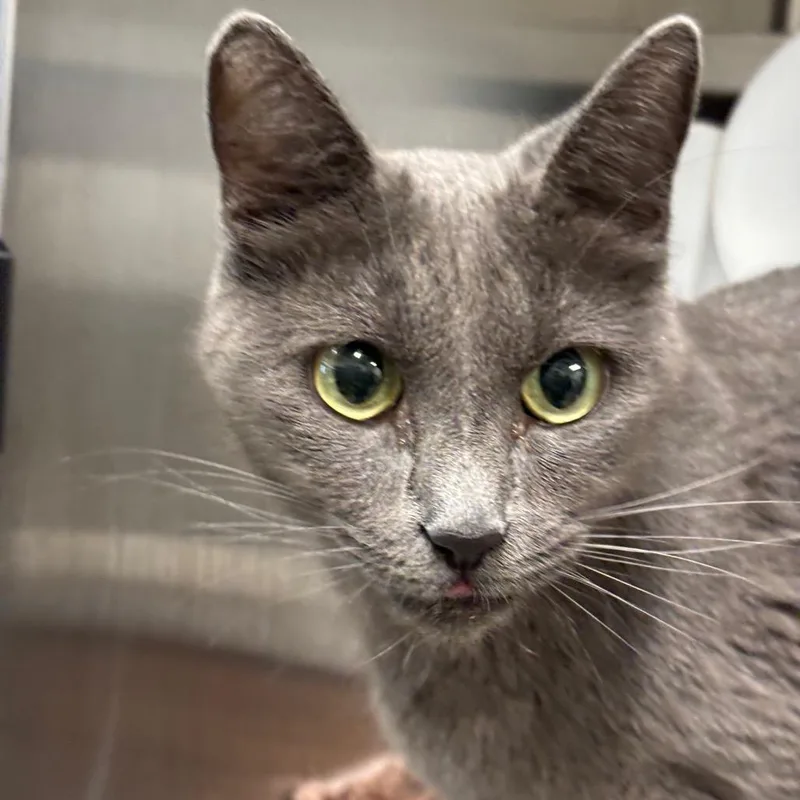 A young medium-sized female Gray / Blue / Silver Domestic Short Hair cat named Ariel for adoption in League City, TX