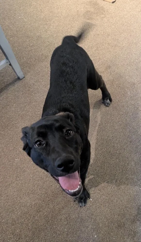 Bellatrix thumbnail 4