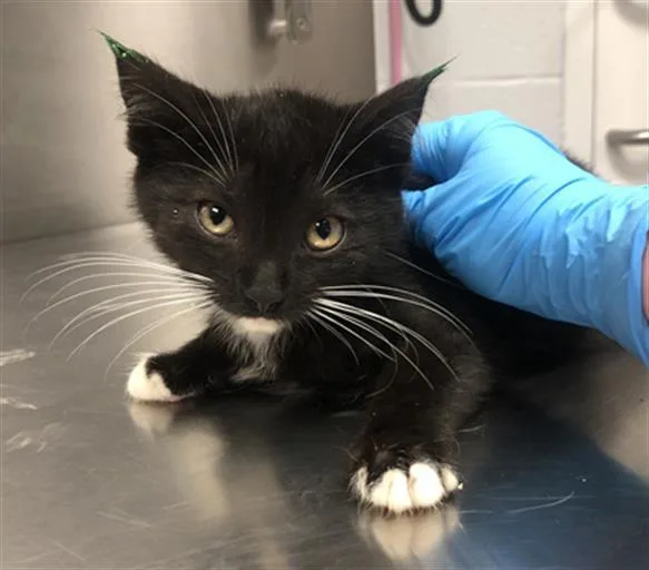 An adult small-sized male Domestic Short Hair cat named Bo for adoption in Hagerstown, MD