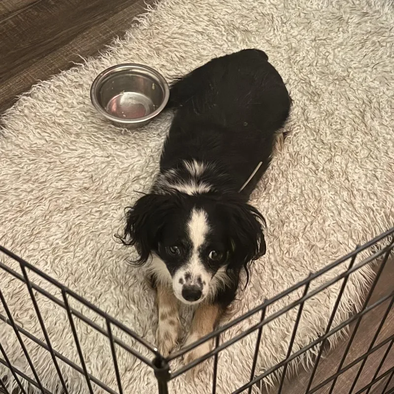 A young small-sized male Tricolor (Brown, Black, & White) Cavalier King Charles Spaniel dog named Domino for adoption in Orange, CA