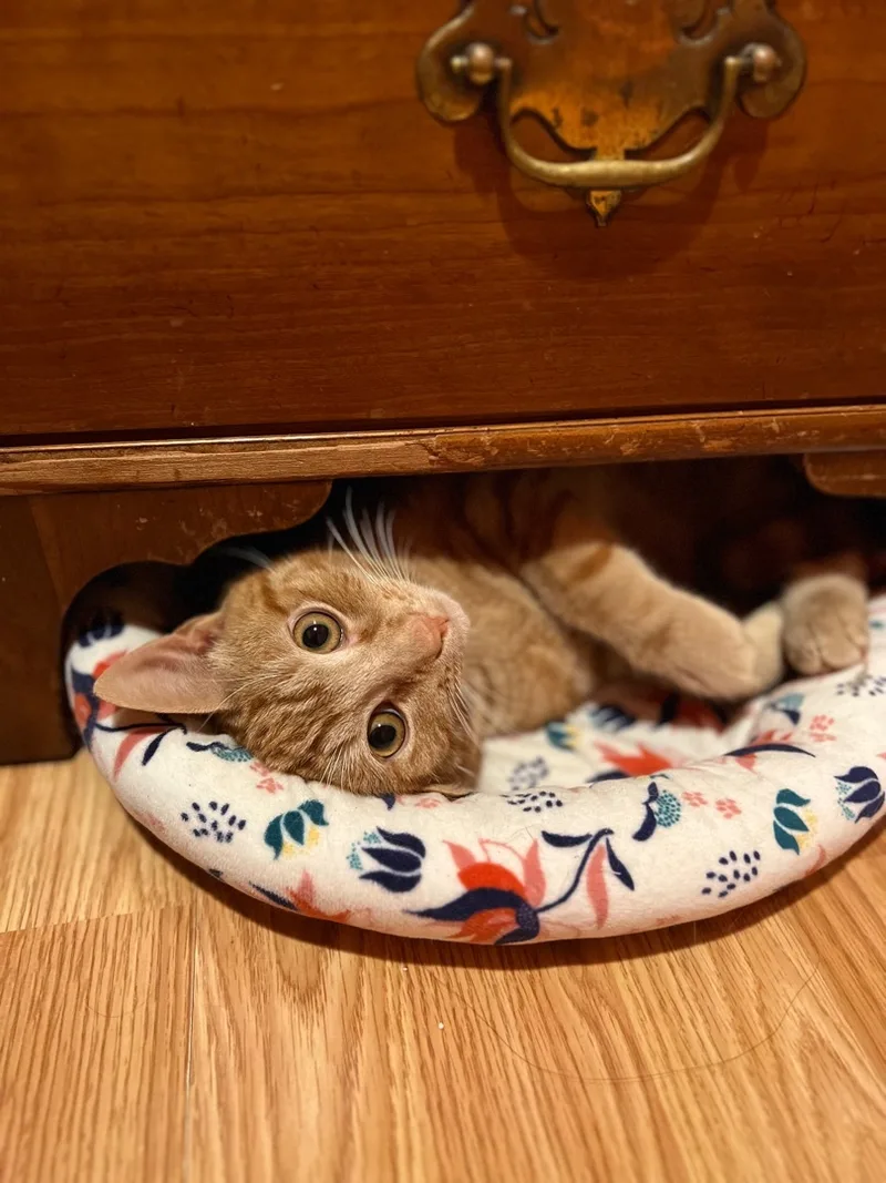 An adult medium-sized male Tabby (Orange / Red) Domestic Short Hair cat named Cheeto for adoption in Nutley, NJ