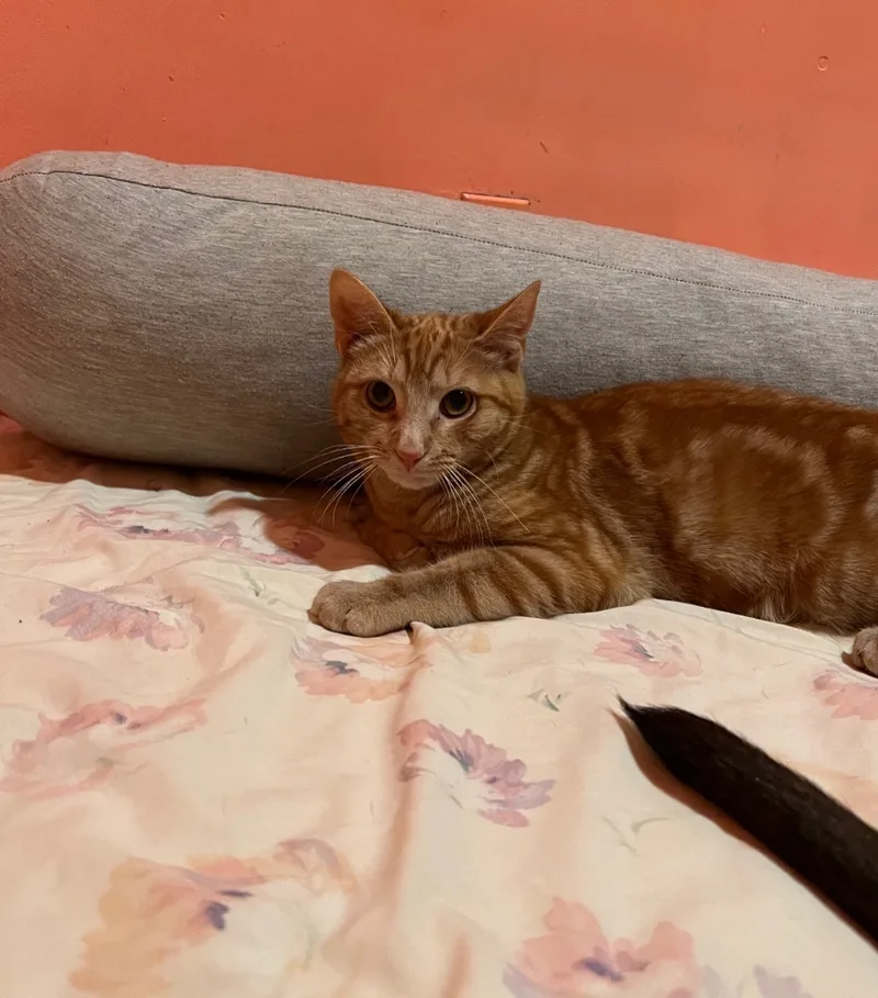 Cheeto thumbnail 2