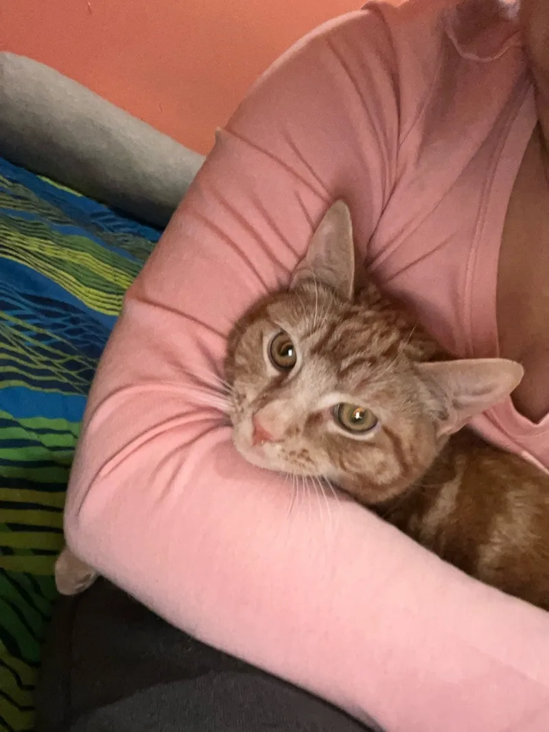 Cheeto thumbnail 3