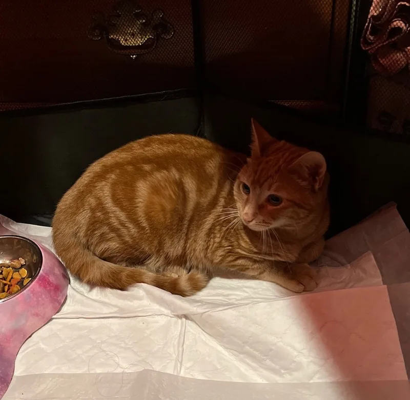Cheeto thumbnail 4