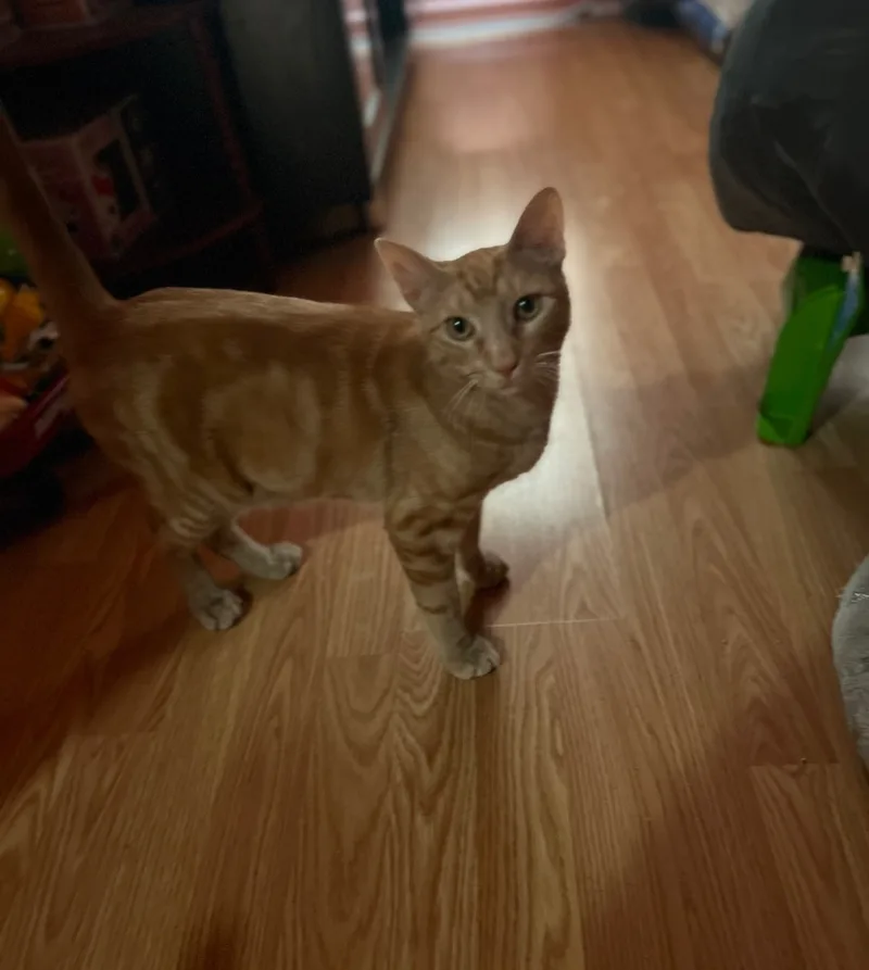 Cheeto thumbnail 5