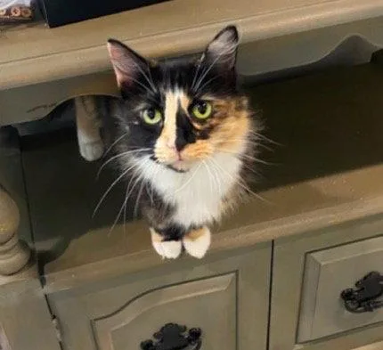 An adult medium-sized female Domestic Long Hair cat named Duchess Of Hazzard for adoption in Cromwell, KY