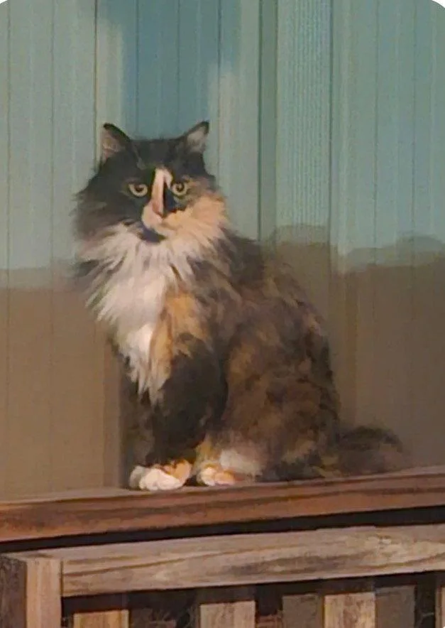 Duchess Of Hazzard thumbnail 2