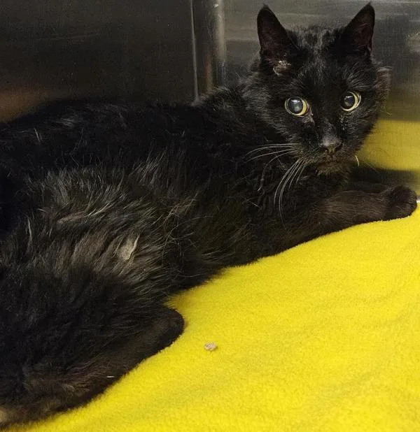 A senior medium-sized male Domestic Short Hair cat named Lemmy for adoption in Pocatello, ID
