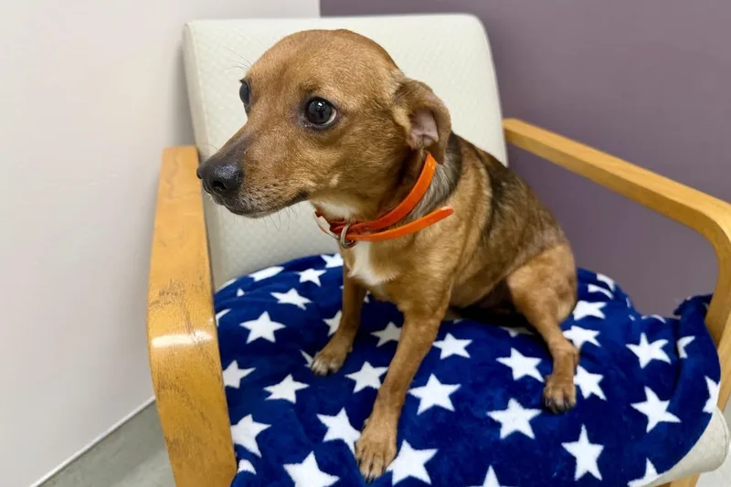 An adult medium-sized male Brown / Chocolate Chihuahua dog named Jonas for adoption in Maryville, TN