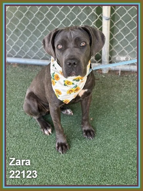 Zara