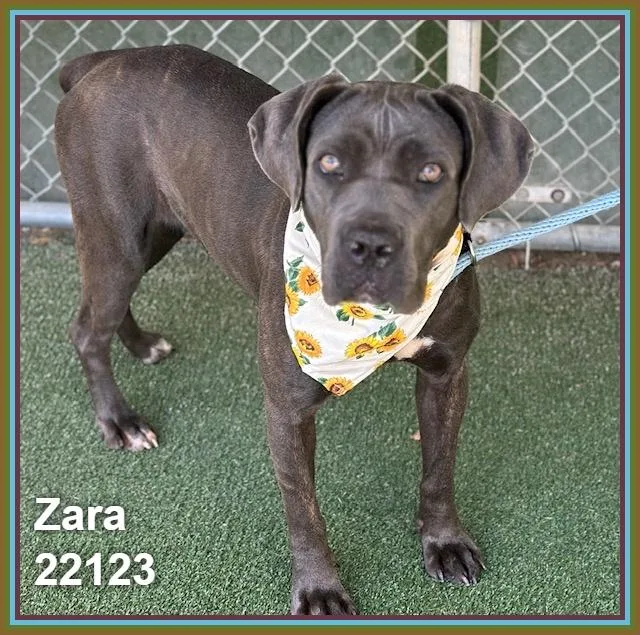 Zara thumbnail 3