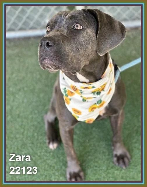 Zara thumbnail 5
