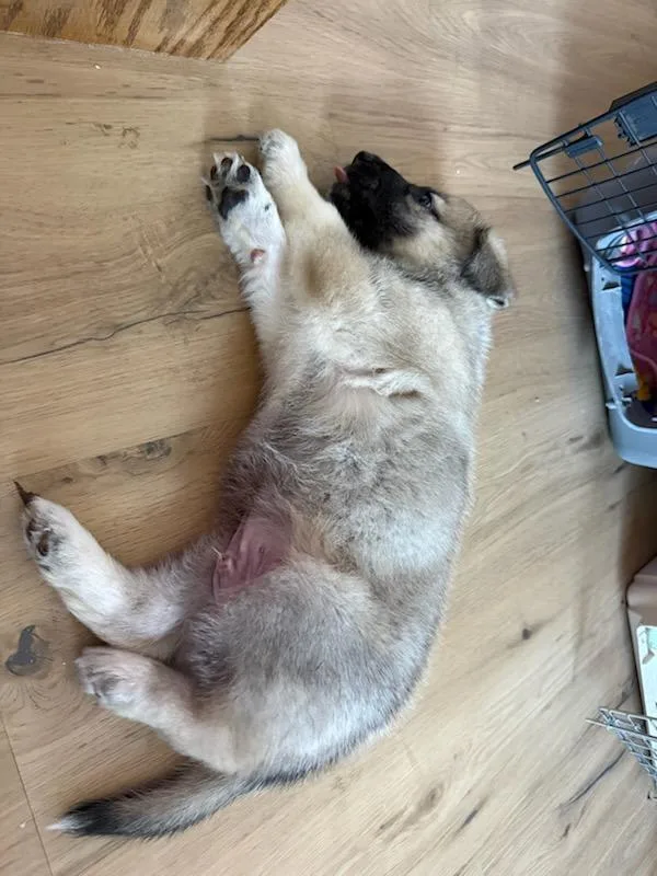 A baby medium-sized male German Shepherd Dog dog named Fuji for adoption in Escondido, CA