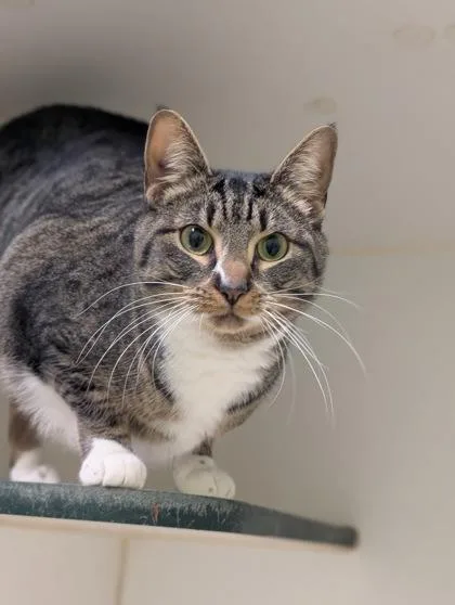 An adult small-sized female Domestic Short Hair cat named Catniss for adoption in Mansfield, TX