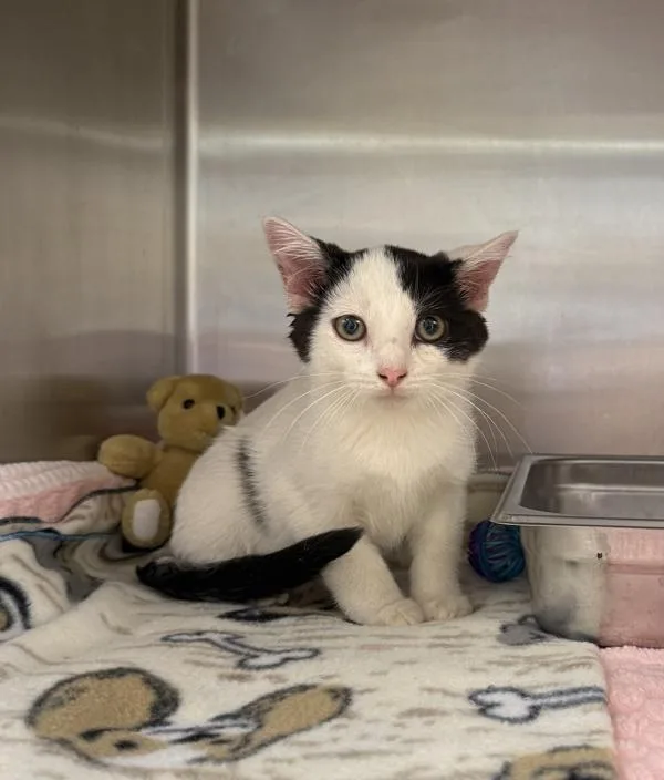 A baby small-sized male Domestic Short Hair cat named M'Baku for adoption in Great Falls, MT
