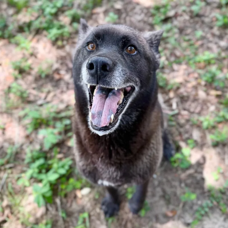 A senior medium-sized female Sable Mixed Breed dog named Coyote for adoption in Milton, FL
