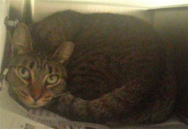 An adult large-sized female Domestic Short Hair cat named Fable for adoption in Fort Lauderdale, FL
