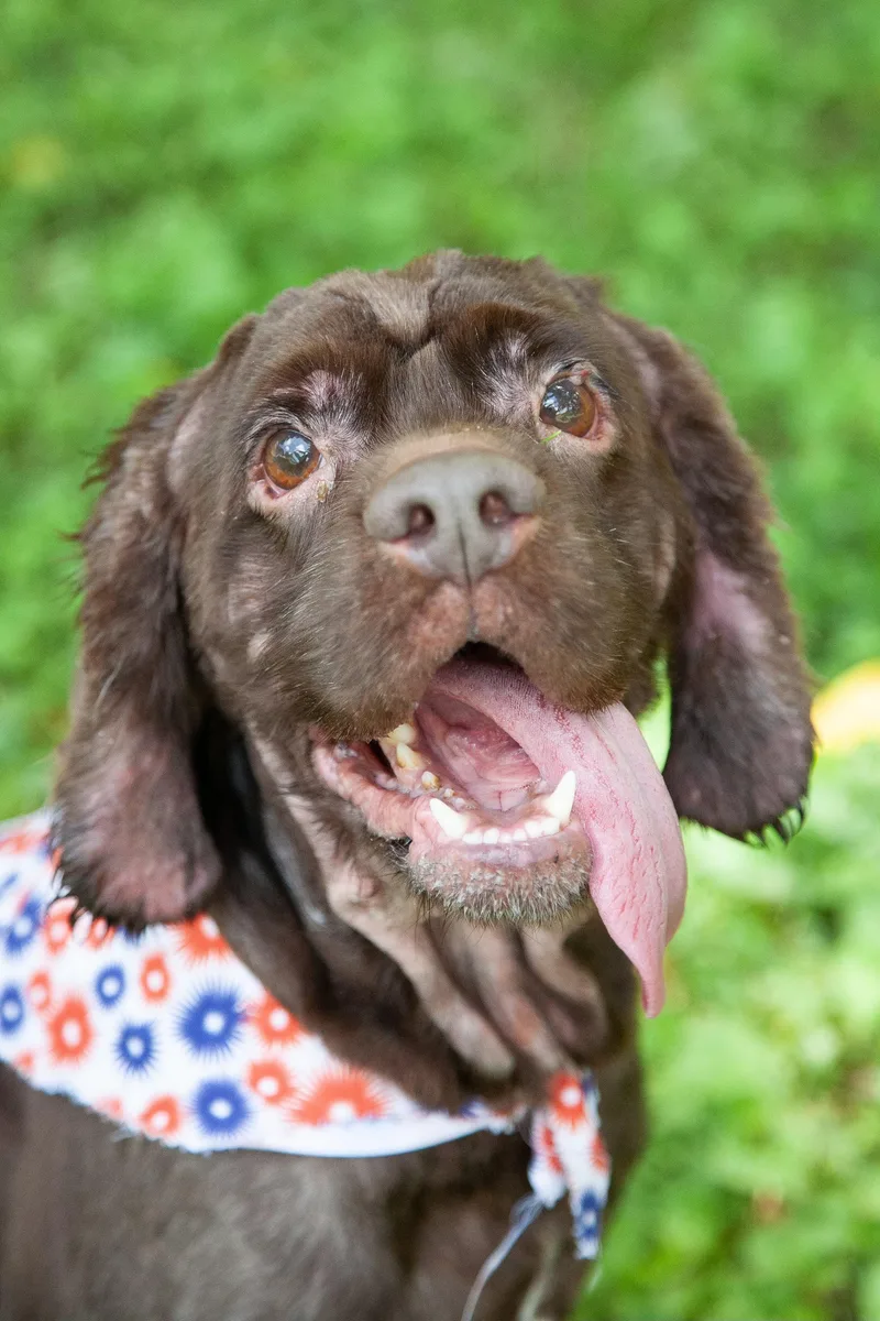 An adult medium-sized male Brown / Chocolate Cocker Spaniel dog named Moose for adoption in Franklin, TN