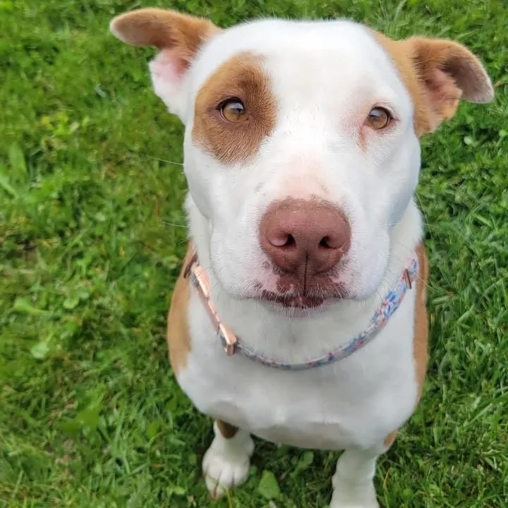 A young medium-sized female White / Cream Mixed Breed dog named Daffodil for adoption in West Jefferson, OH