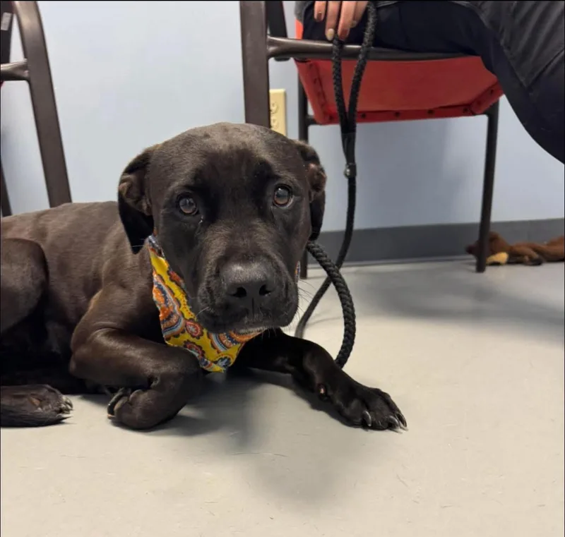 A young medium-sized female Black Terrier dog named Panther for adoption in Zanesville, OH