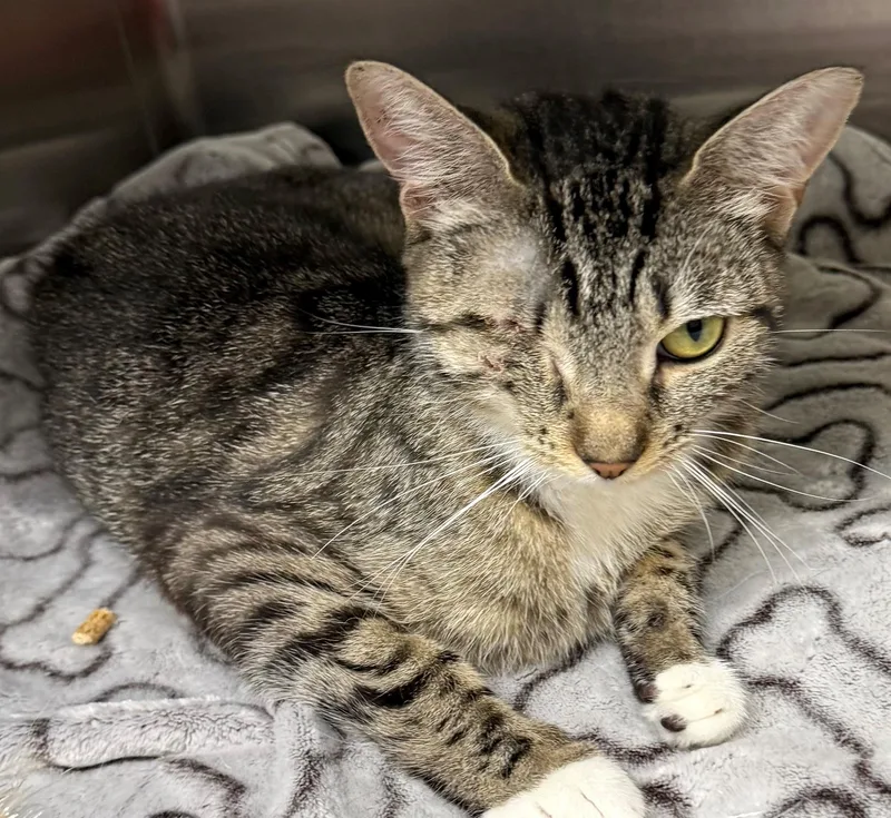 A young small-sized female Tabby (Brown / Chocolate) Domestic Short Hair cat named Halle for adoption in Edison, NJ