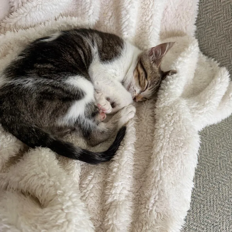 A baby small-sized female Domestic Short Hair cat named Ella for adoption in Cumming, GA