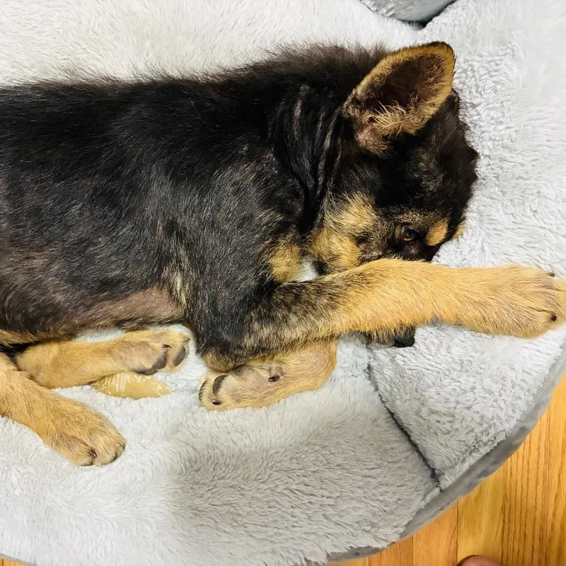 A baby small-sized male Black Mixed Breed dog named Ferdinand for adoption in Buffalo, MN