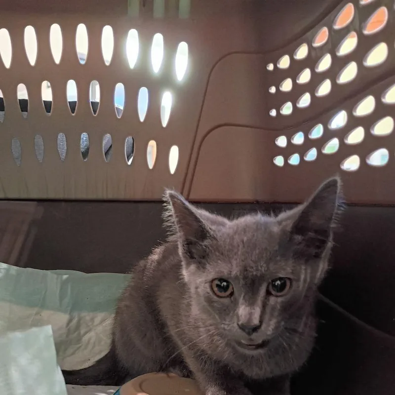 A baby small-sized male Gray / Blue / Silver Domestic Short Hair cat named Pipsqueak for adoption in Lynchburg, VA