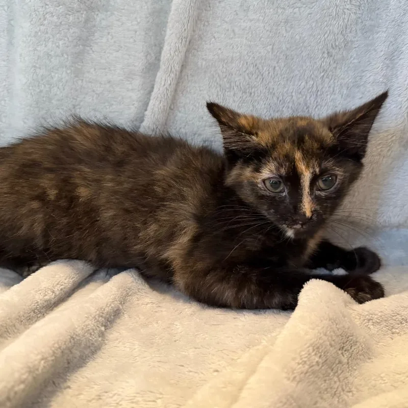 A baby small-sized female Tortoiseshell Domestic Short Hair cat named Mira for adoption in La Grange, KY