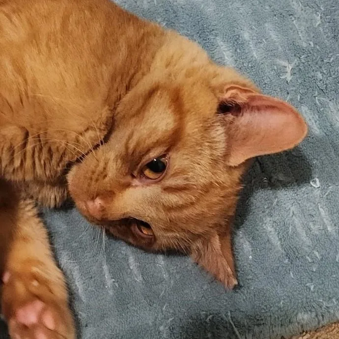 Sweet Potato thumbnail 2