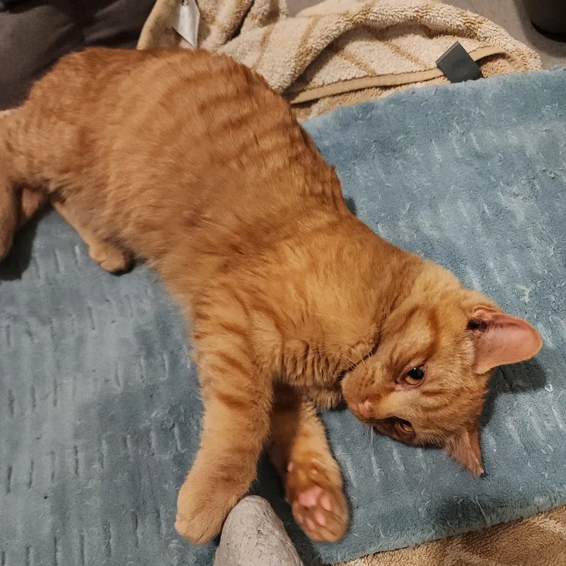 Sweet Potato thumbnail 3