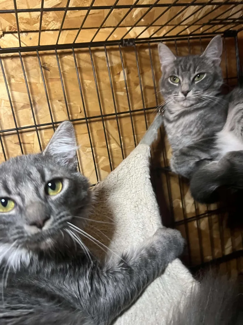 Biggie& Nessie thumbnail 3