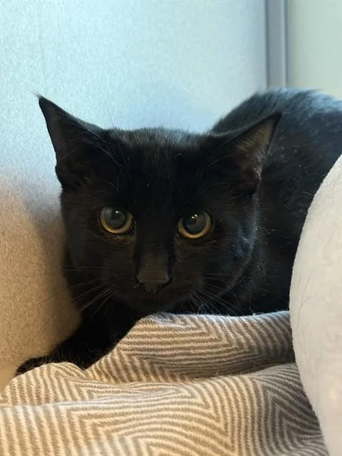 A young medium-sized female Domestic Short Hair cat named Booboo for adoption in Leesburg, VA
