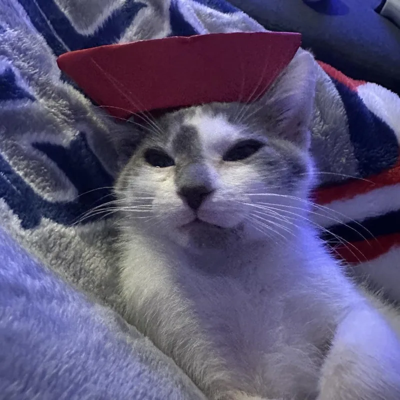 A baby small-sized male White Domestic Medium Hair cat named Spur for adoption in San Antonio, TX