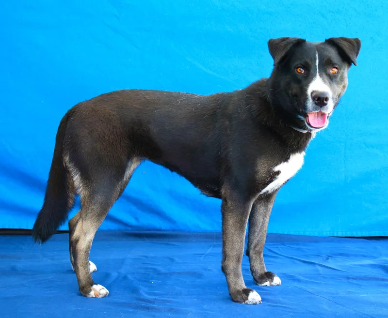 An adult large-sized female Labrador Retriever dog named Luna for adoption in Pasadena, CA