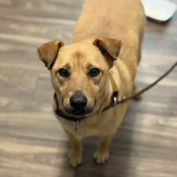 An adult medium-sized female Terrier dog named Christina for adoption in San Diego, CA