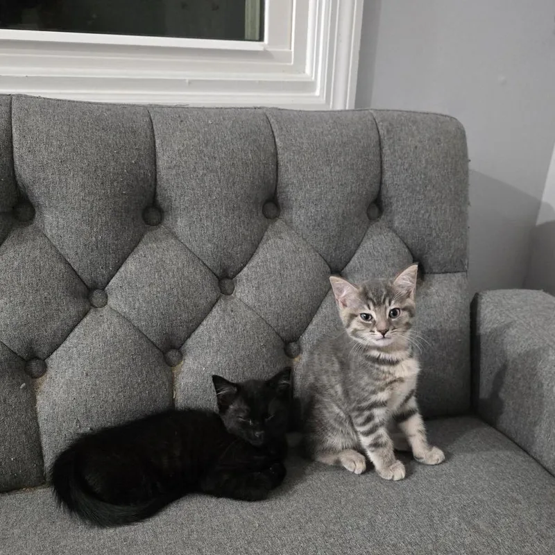 A baby small-sized male Black Domestic Short Hair cat named Dunkin for adoption in Danbury, CT