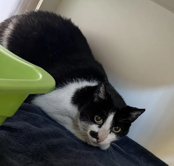 An adult small-sized male Domestic Short Hair cat named Byrd for adoption in San Diego, CA