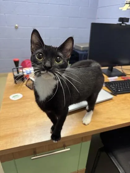 A young small-sized female Domestic Short Hair cat named Smuckers for adoption in Vero Beach, FL