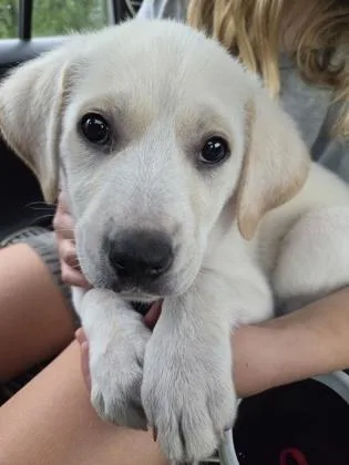 A baby small-sized female Mixed Breed dog named Carly for adoption in Fairfax, VA
