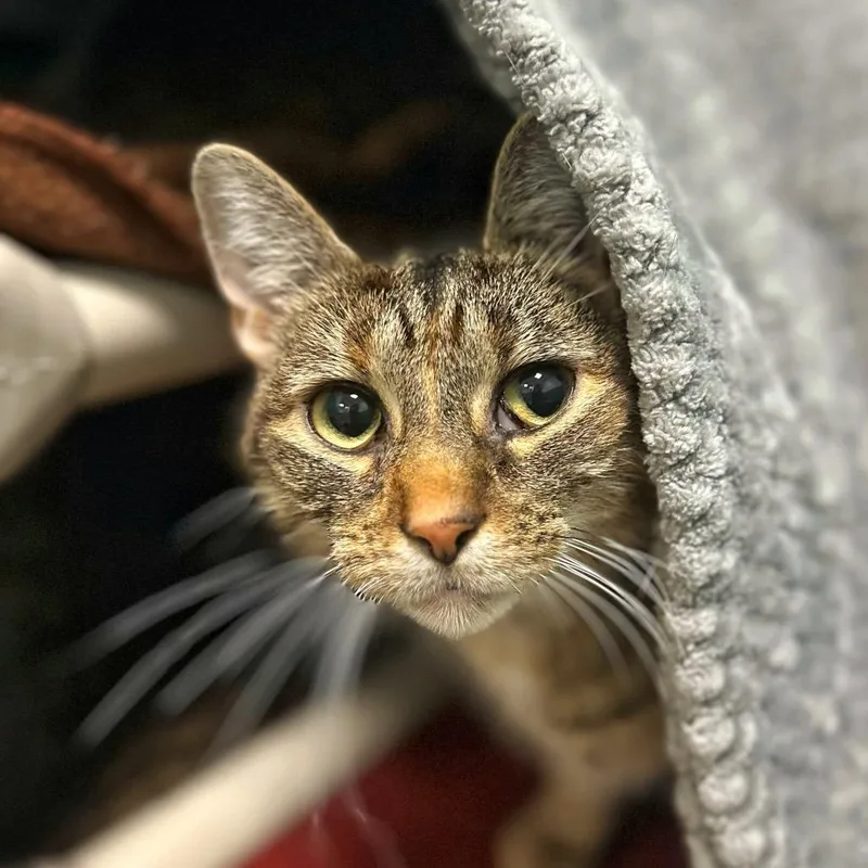 An adult medium-sized female Brown / Chocolate Domestic Short Hair cat named Millie for adoption in Fredericksburg, VA