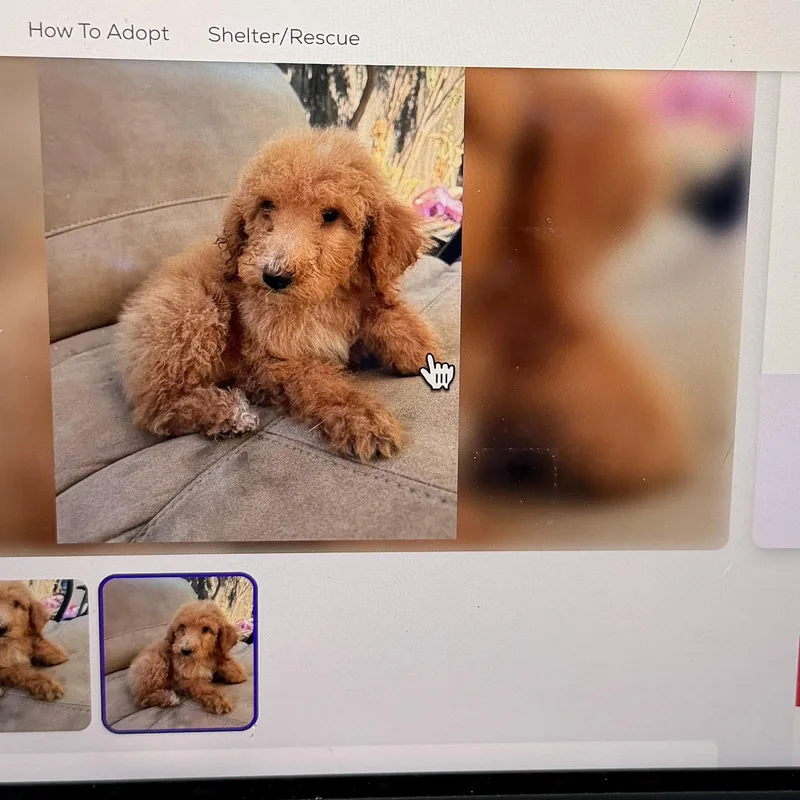 A baby medium-sized female Golden Goldendoodle dog named Amber for adoption in Moreno Valley, CA