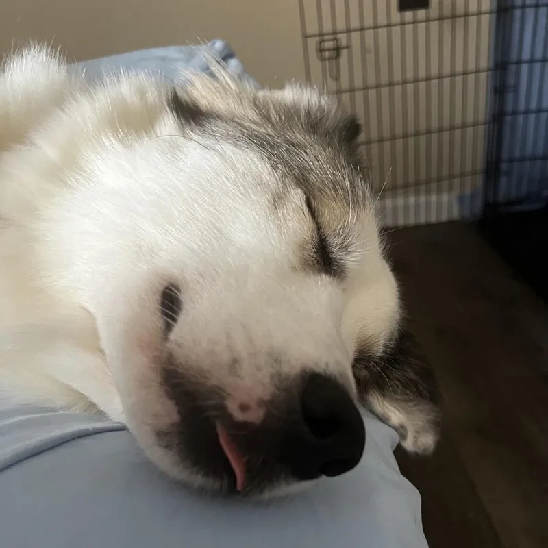 A young medium-sized female Husky dog named Chase Mulberry for adoption in Winder, GA