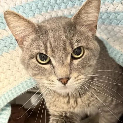 An adult medium-sized male Gray & White Domestic Short Hair cat named Buddy for adoption in Lansing, MI