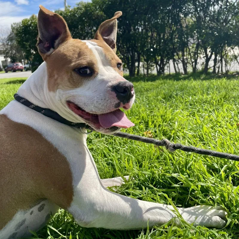 Uncle Rico Kf thumbnail 2