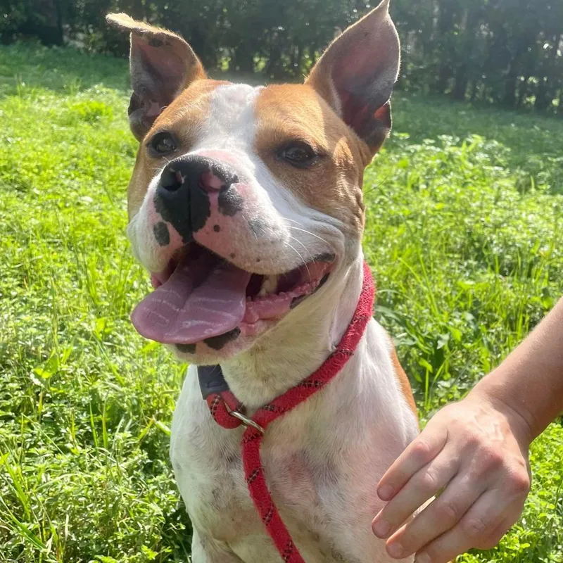 Uncle Rico Kf thumbnail 3